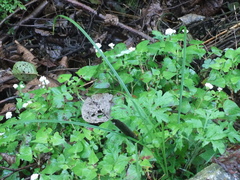 Persicaria runcinata