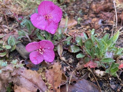 Oenothera deserticola