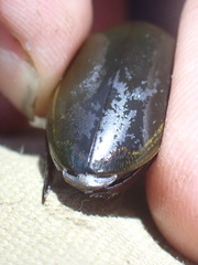 Dytiscus hybridus