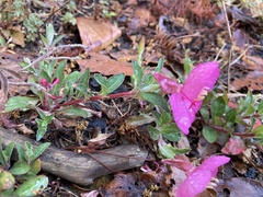 Oenothera deserticola