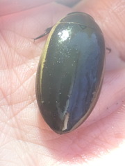 Dytiscus hybridus