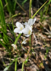 Cardamine penduliflora