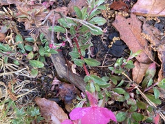 Oenothera deserticola