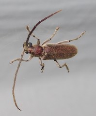 Africophanes amicus