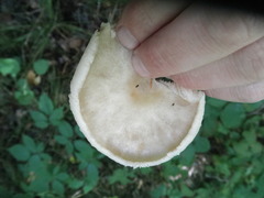 Melanoleuca alboflavida