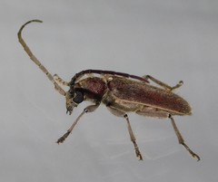 Africophanes amicus