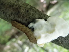 Chytonix palliatricula