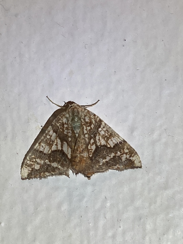 Rindgeria ornata
