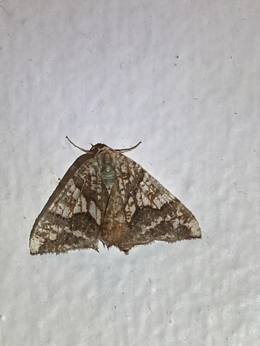 Rindgeria ornata