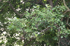 Photinia benthamiana