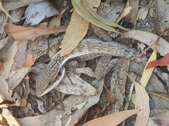 Lophognathus gilberti