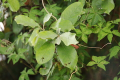 Photinia benthamiana