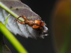 Calolabus chujoi