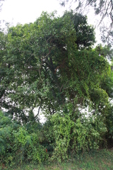 Photinia benthamiana