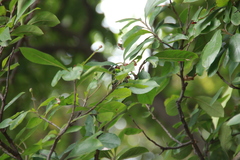 Photinia benthamiana