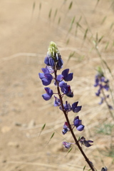 Lupinus benthamii
