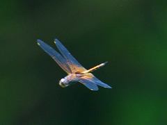 Tramea transmarina euryale