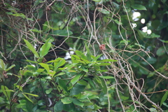 Photinia benthamiana