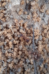 Trachymyrmex septentrionalis