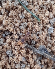 Trachymyrmex septentrionalis