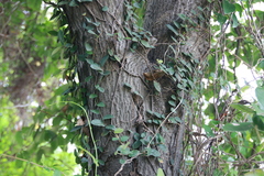 Photinia benthamiana
