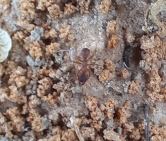 Trachymyrmex septentrionalis