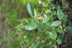 Photinia benthamiana