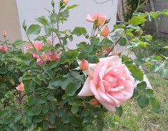 Rosa
