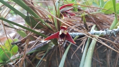 Maxillaria tenuifolia