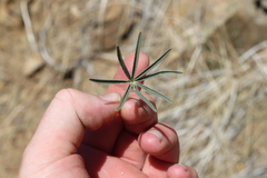 Lupinus benthamii