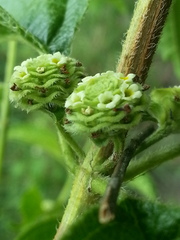 Lippia americana