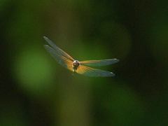 Tramea transmarina euryale