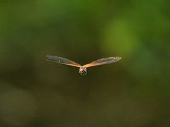 Tramea transmarina euryale