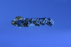 Eschatotypa derogatella