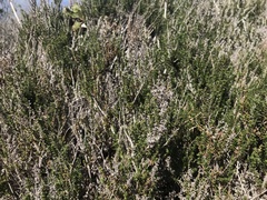 Adenostoma fasciculatum