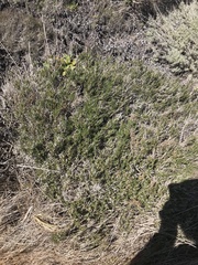 Adenostoma fasciculatum