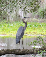 Ardea herodias