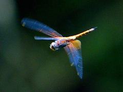 Tramea transmarina euryale