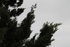 Juniperus virginiana