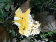 Russula ochroleucoides
