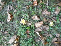 Russula ochroleucoides