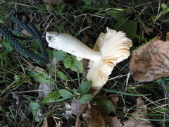 Russula ochroleucoides