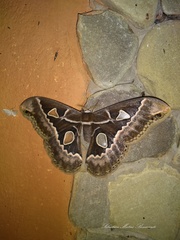 Rothschildia maurus