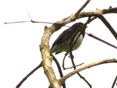Sporophila luctuosa
