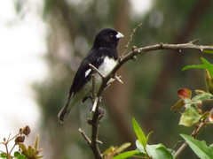 Sporophila luctuosa