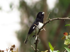 Sporophila luctuosa