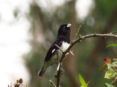 Sporophila luctuosa