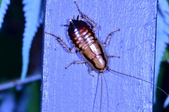 Celatoblatta undulivitta