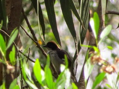 Atlapetes leucopterus