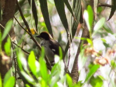 Atlapetes leucopterus